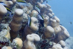 Chromis nitida