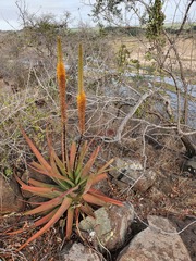 Aloe spicata
