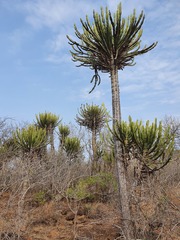 Euphorbia confinalis