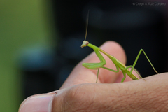 Stagmomantis nahua
