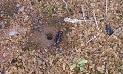 Camponotus fergusoni