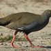 Black-tailed Native-Hen - Photo (c) Jeff Melvaine, some rights reserved (CC BY-NC), uploaded by Jeff Melvaine