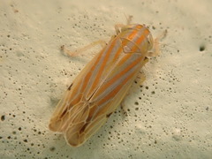 Deltanus texanus