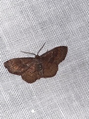 Leptostales rubromarginaria