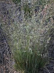 Poa fendleriana fendleriana