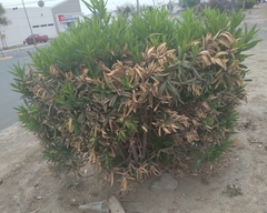Nerium oleander