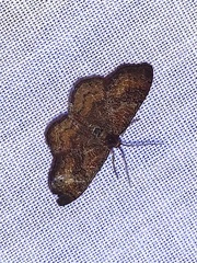 Leptostales rubromarginaria