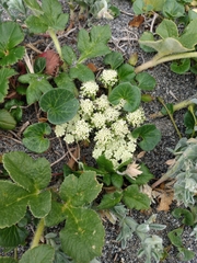 Glehnia littoralis