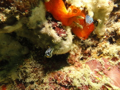 Chromodoris alcalai