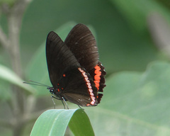 Biblis