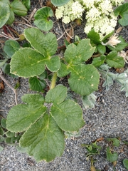 Glehnia littoralis