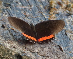 Biblis