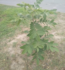 Magnoliopsida