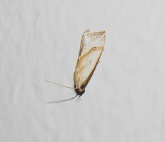 Micrathetis