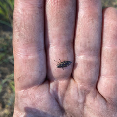 Buprestinae