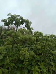 Angelica hirsutiflora