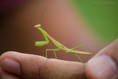 Stagmomantis nahua