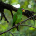 White-fronted Parrot - Photo (c) Diego Alfonso Ruiz Cordero, some rights reserved (CC BY-NC), uploaded by Diego Alfonso Ruiz Cordero