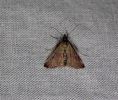 Pyrausta laticlavia