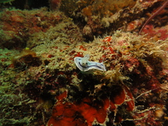 Chromodoris willani