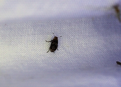 Euparius