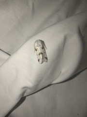 Euerythra trimaculata