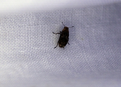 Euparius