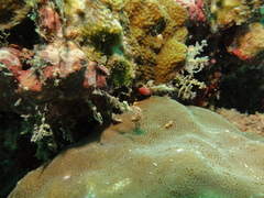 Cabangus regius