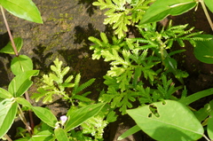 Selaginella delicatula
