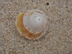 Bellastraea squamifera