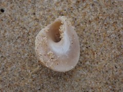 Bellastraea squamifera