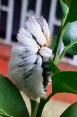 Megalopyginae