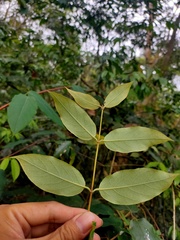 Lonicera hypoglauca