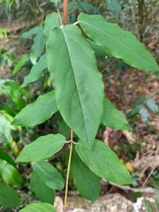 Lonicera hypoglauca