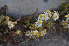 Thymophylla concinna