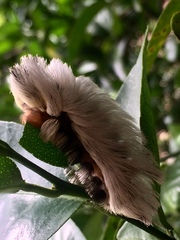 Megalopyginae