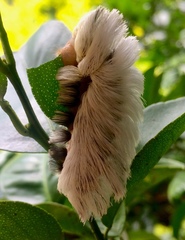 Megalopyginae