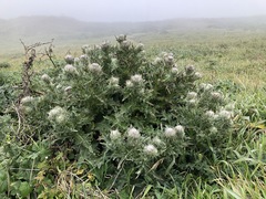 Cirsium andrewsii