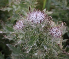 Cirsium andrewsii