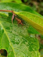 Ornebius formosanus