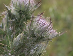 Cirsium andrewsii