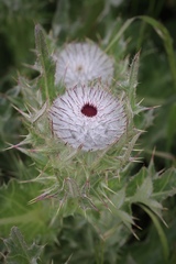 Cirsium andrewsii