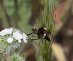Bombylius albicapillus