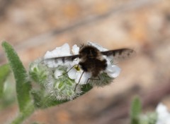 Bombylius albicapillus