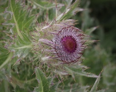 Cirsium andrewsii