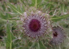 Cirsium andrewsii