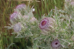 Cirsium andrewsii