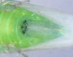 Chlorotettix viridius