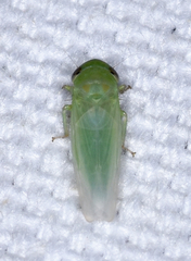 Chlorotettix viridius