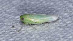 Chlorotettix viridius